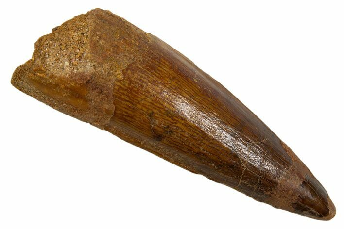 Fossil Spinosaurus Tooth - Real Dinosaur Tooth #324832